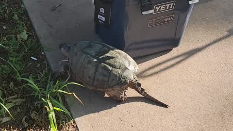Turtle power