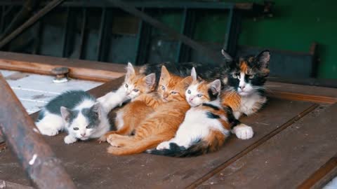 homeless cats on a wooden door 31434