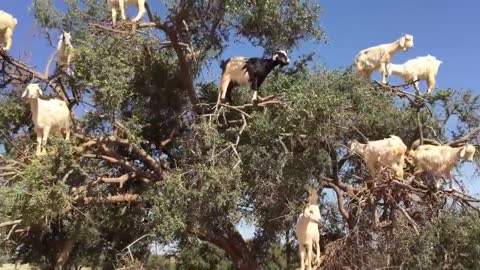 goat tree