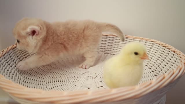 cute cats with chick oooooh