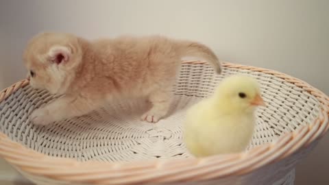 cute cats with chick oooooh