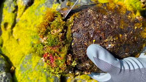 Sea turtle rot because of black cement secreted by barnacles she need to remove barnacles from shell