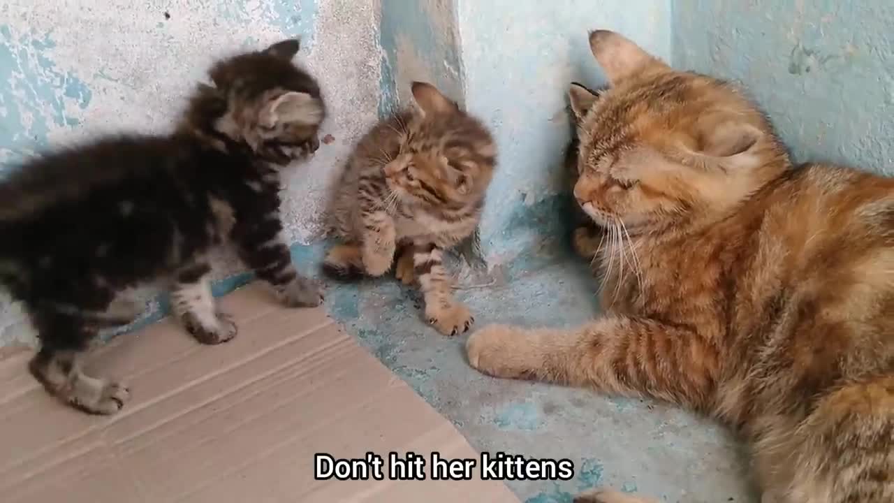 Mother Cat Scaring Rescue Kitten Even Her Own Kitten Got Scared || Mother Adopted Him In 2 Days ||