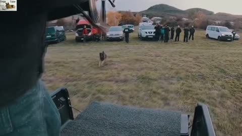 Extreme Trained and Disciplined Belgian | Military Dogs | Best of Belgian ፣