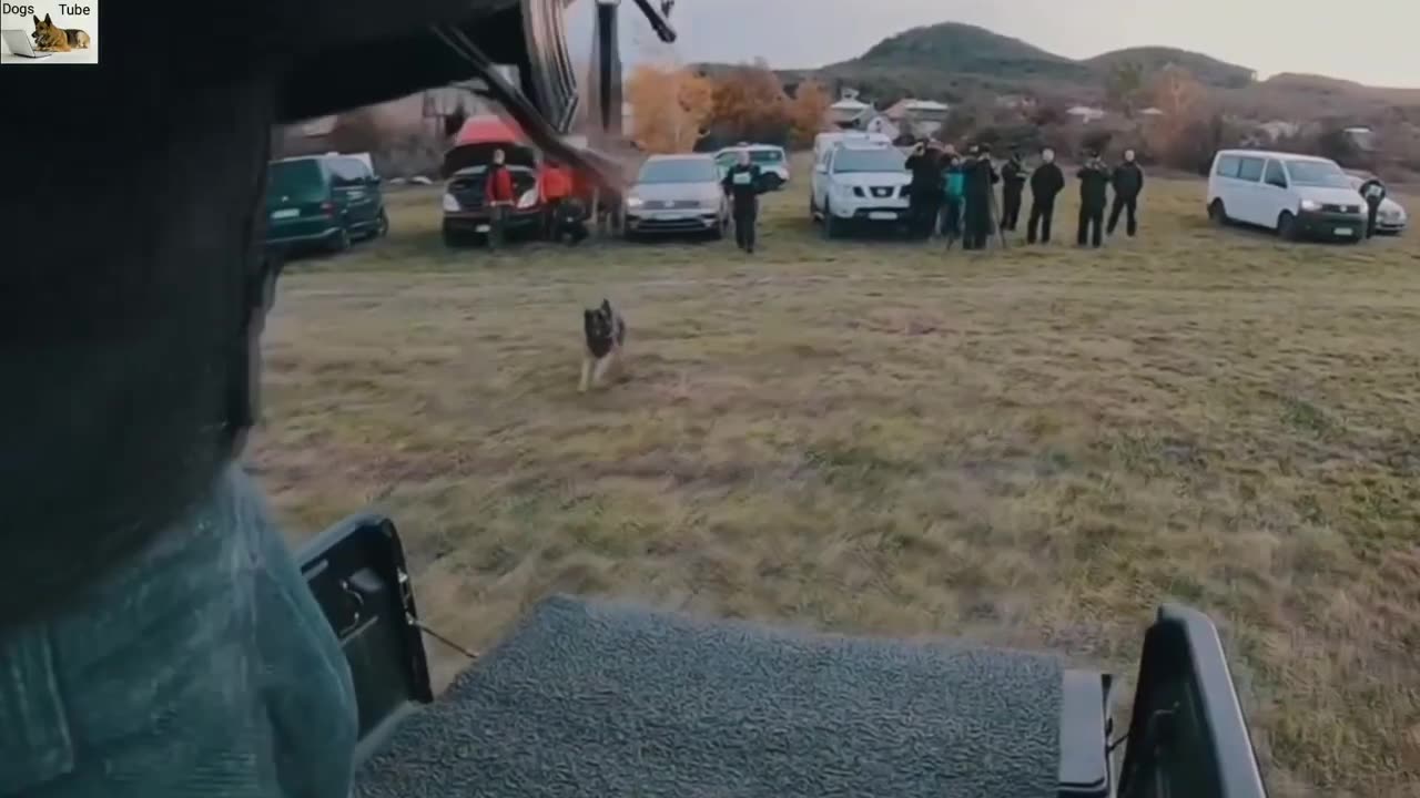 Extreme Trained and Disciplined Belgian | Military Dogs | Best of Belgian ፣