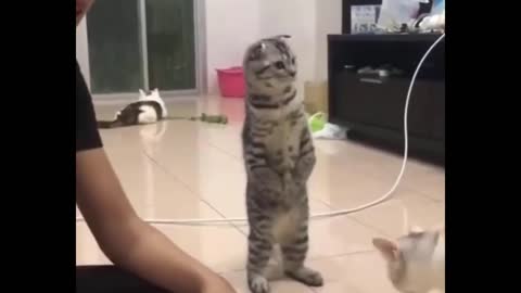 Funny Cats Video