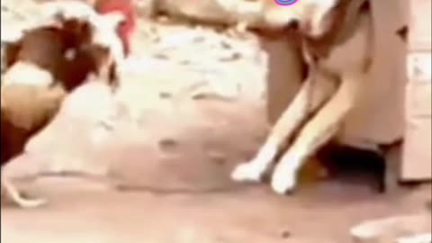 Dog vs chicken