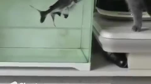 Funny cat and fish 🐠🐟