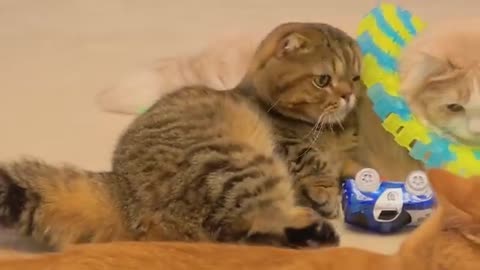 Cats Vs Racing