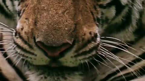 Pressure of a tiger