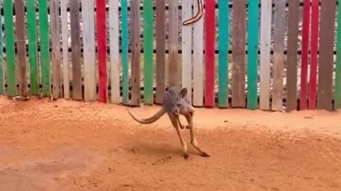It's a way to cool down the Wallabies