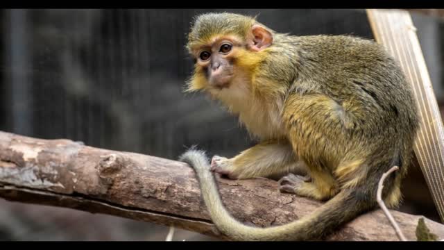 The 10 smallest monkey in the world and there beautiful