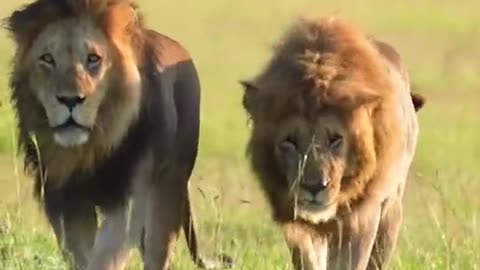 OmG 😱 two brother lion walk together