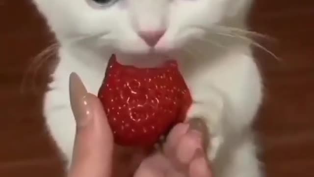 Funniest Cats 😹 - Don't try to hold back Laughter 😂 - Funny Cats Life