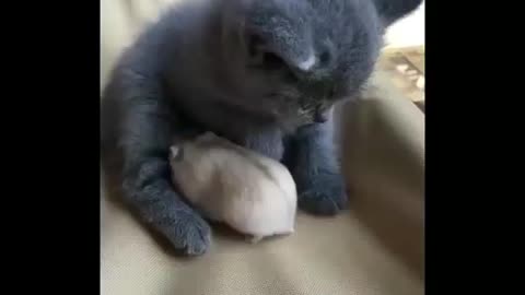 cute cat playing