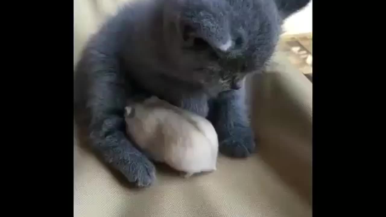 cute cat playing