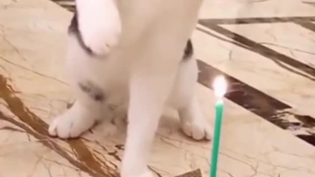 Cute Cat blows off her birthday cake candle