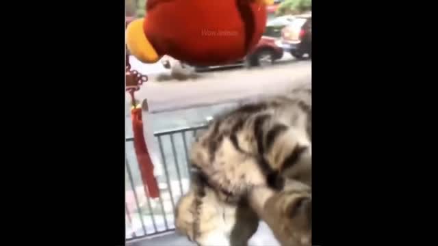 Funniest Cats And Dogs - Best Of The 2022 Funny Animal Videos.#7