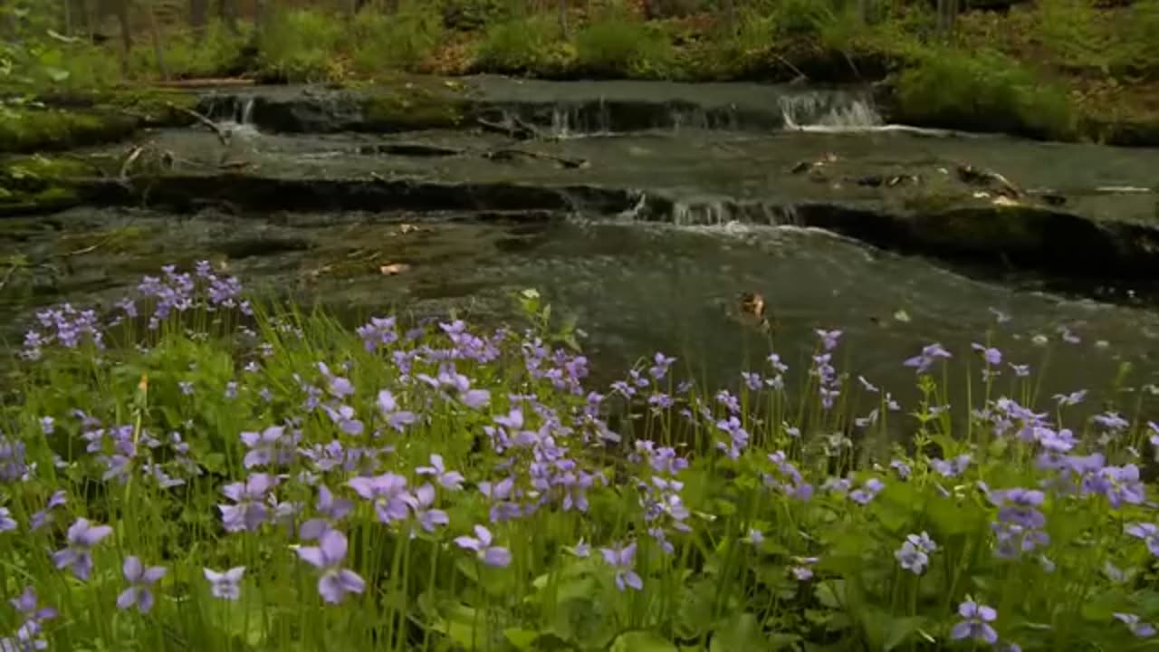 5 minutes video The deep Forest Awakens Nature Sounds and Beauty for Stress Relief