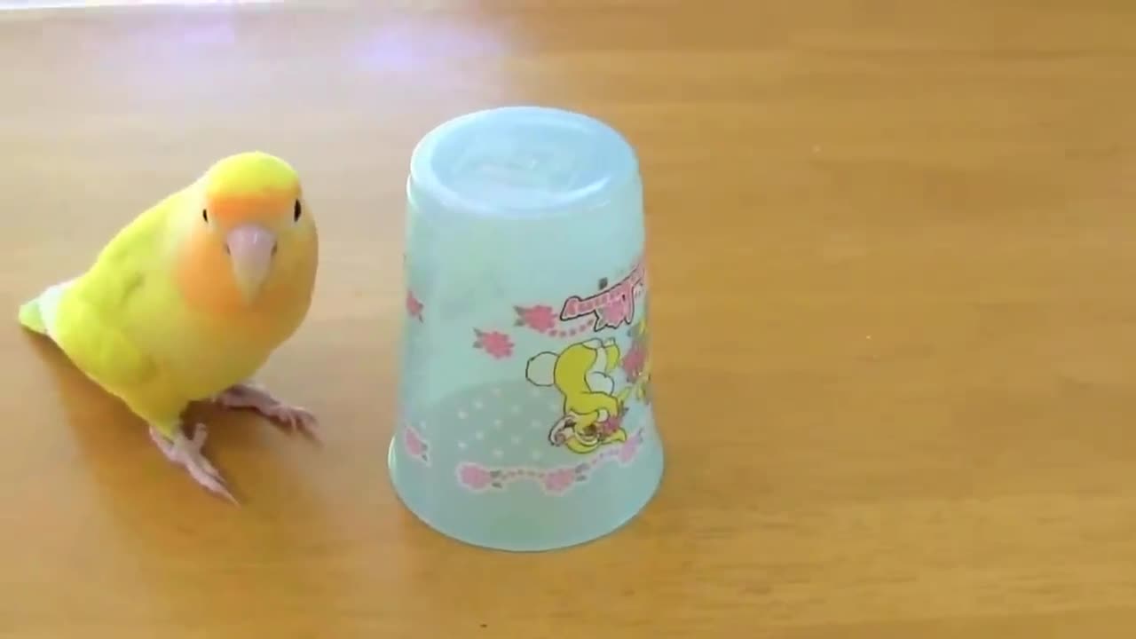 Funny Parrots Going Crazy - Cutest Parrots Compilation-9