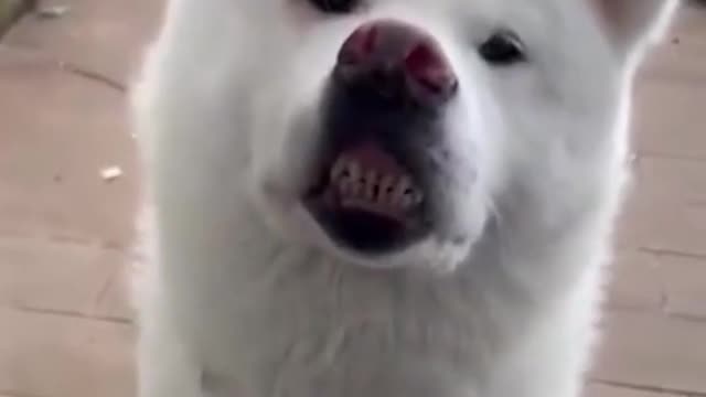 Funny and Cute Animals (6) 🐱‍👓🐱‍👓