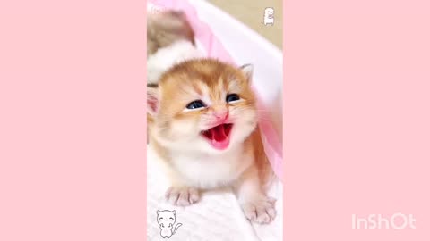 Cute cat meowing I cat funny sound,cat videos