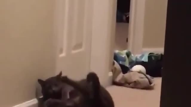 Funny cat