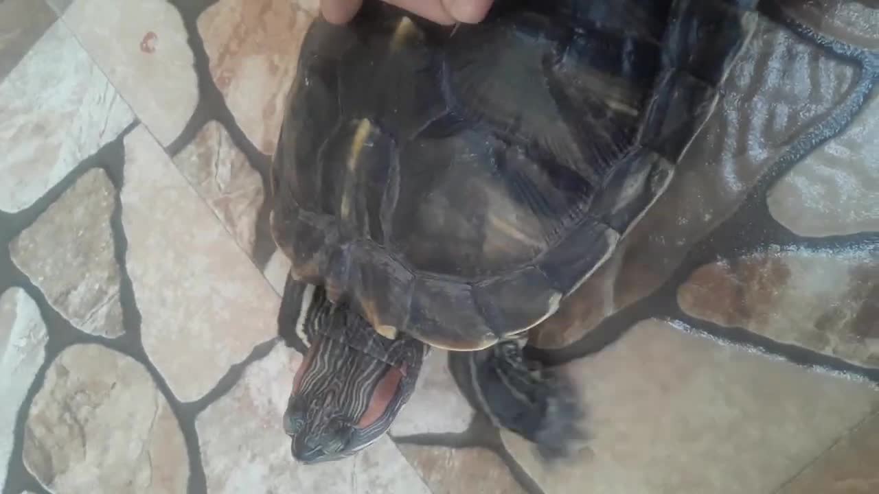 Turtle shell shed