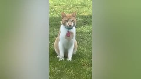 Funniest Cats And Dogs Videos 😁 - Best Funny Animal Videos 2023