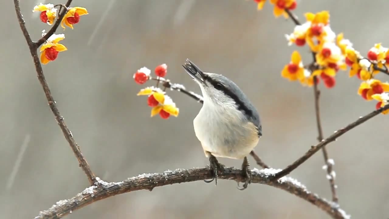 Beautiful Colored Wild Birds - Beauty of Nature