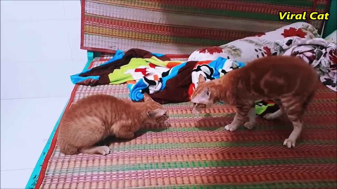 BLEEDY BROTHER CAT MEOW MEOW FIGHTING