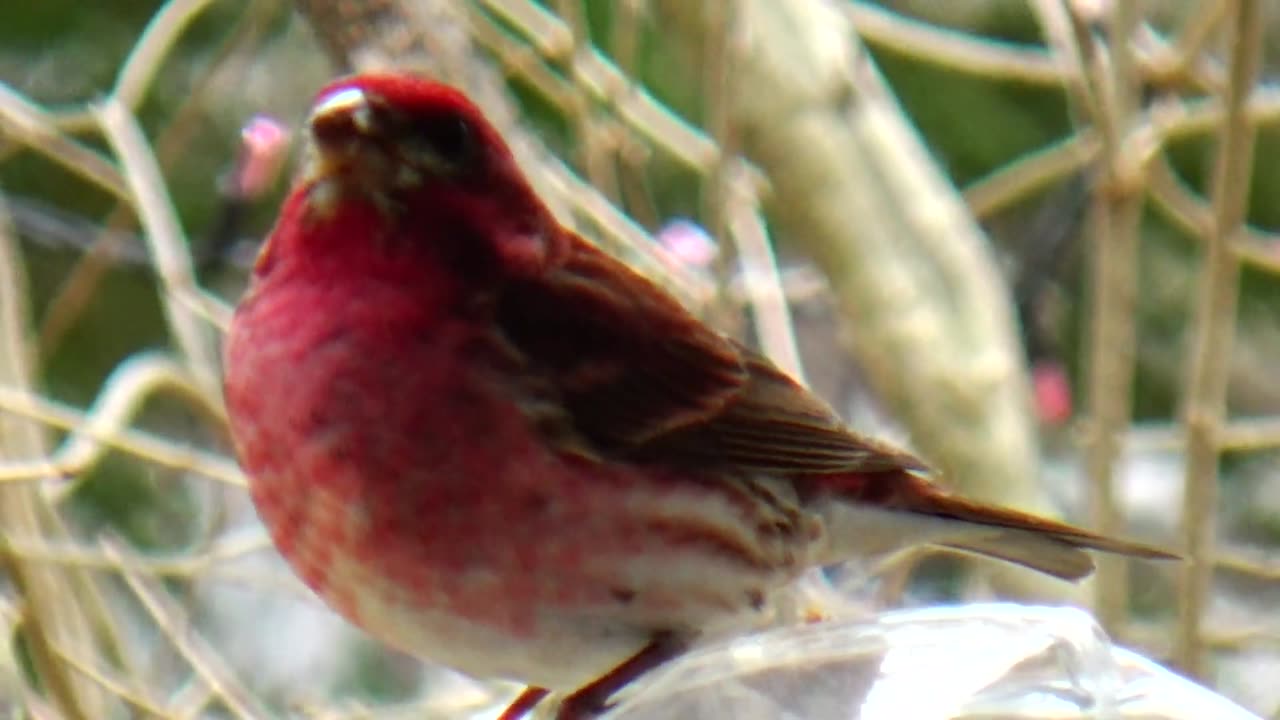 Purple Finch