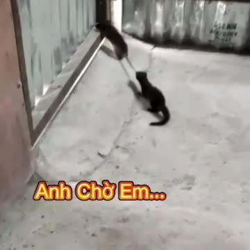 Weasel catches mice