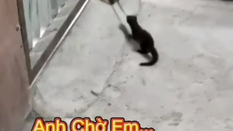 Weasel catches mice