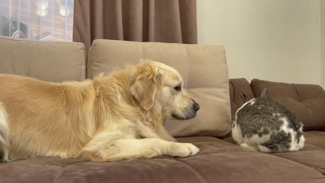 Golden Retriever Meets New Friend Mr.Rabbit