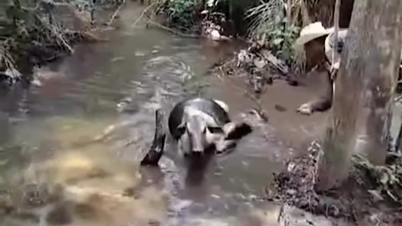 Likely cow save