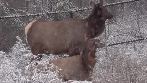 animals enjoy snow