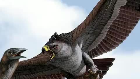 Amazing Facts about eagles.