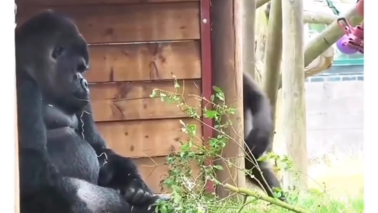 Funny short video
