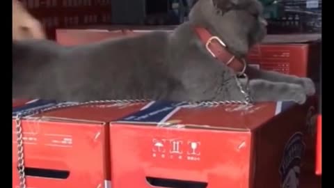 Funny cute cats