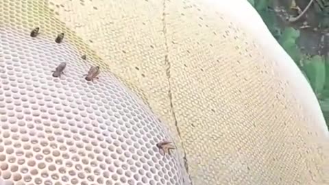 Biggest Honey Comb Harvesting