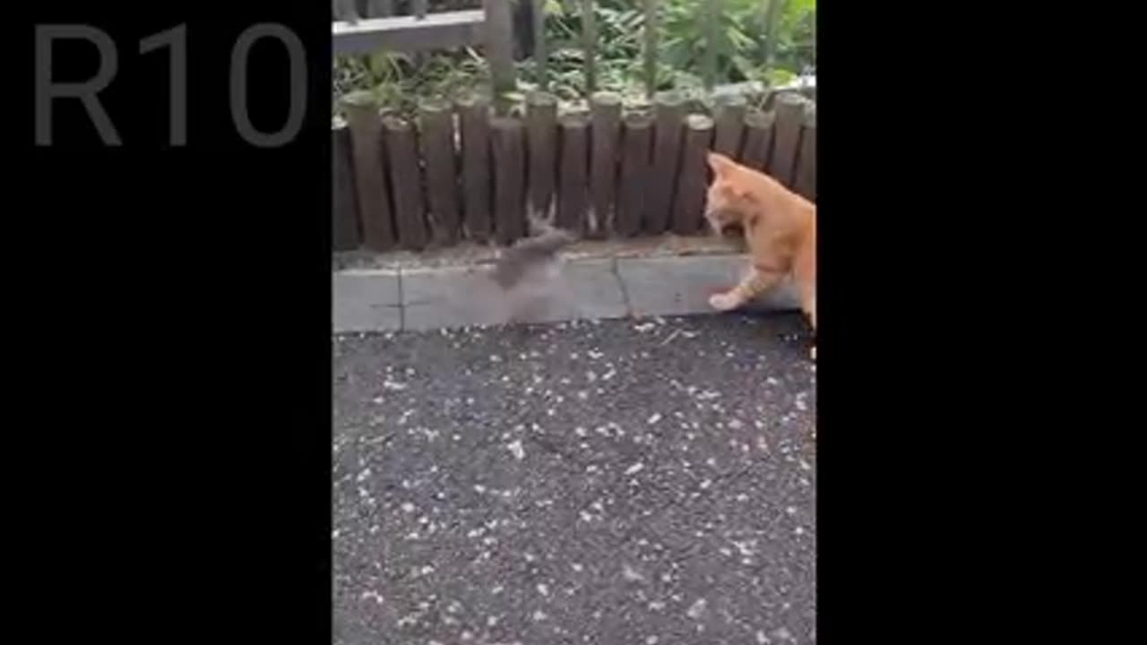 Cat funny 🤣 video