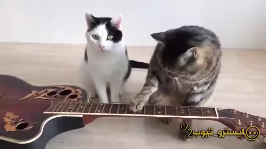 La meilleure vidéo sur les animaux