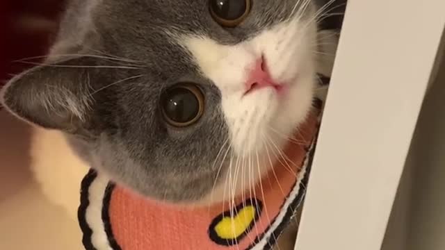 pets Smile challenge
