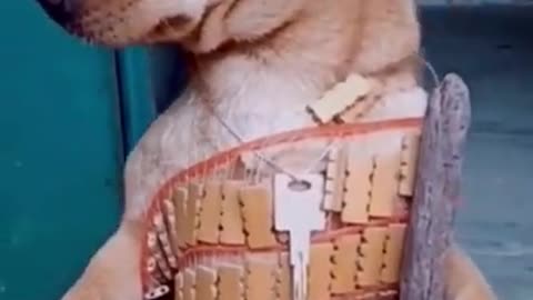 Funny animals