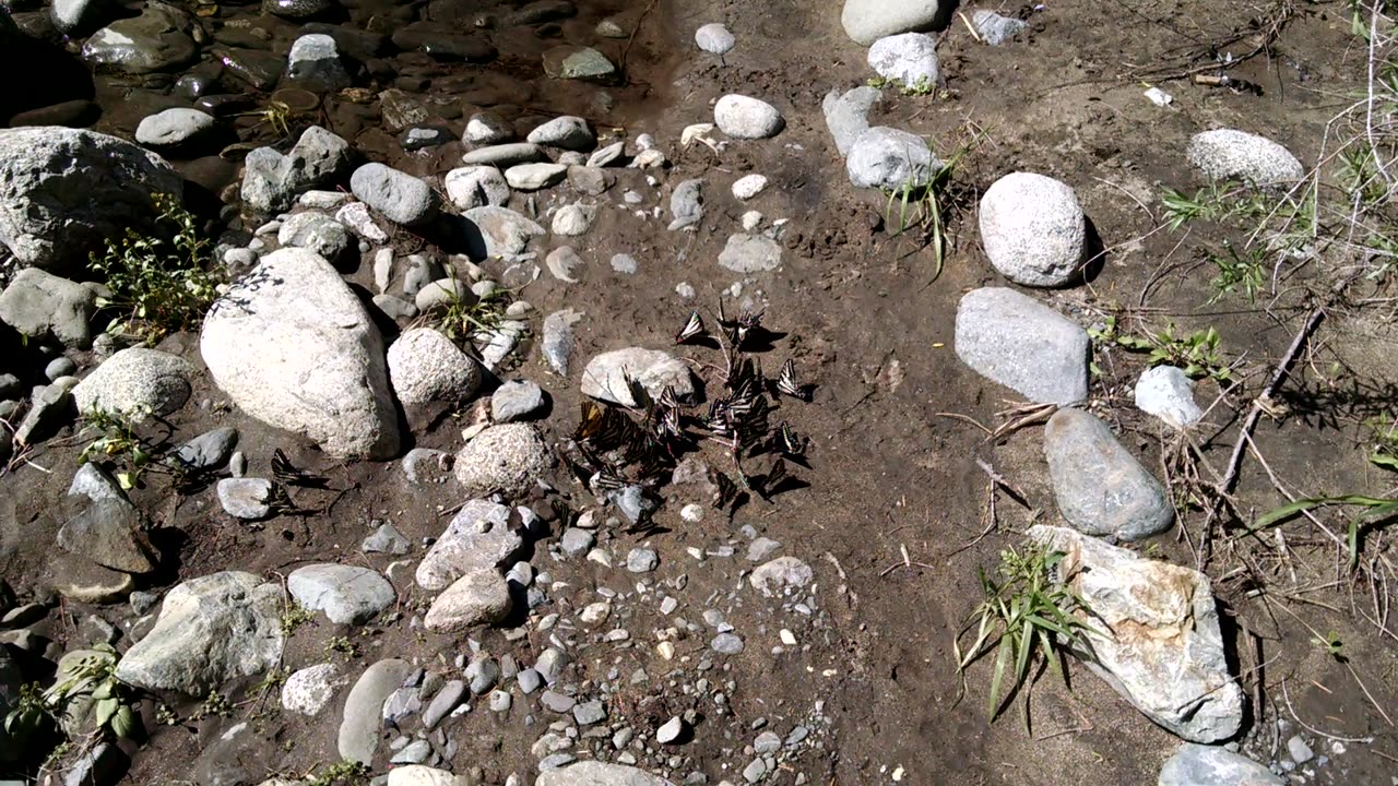 Mating Yellow Swallowtail Butterflies