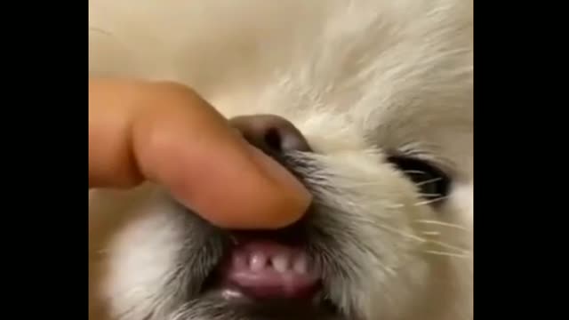 ultimate funniest dogs and cutest puppies of tiktok