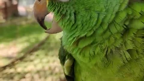 A cute little parrot