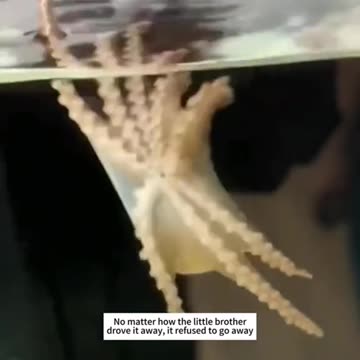 The boy brought the octopus home and quickly received a surprise gift package from the octopus