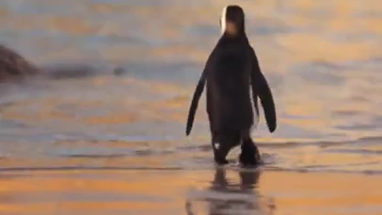 Funny penguin video